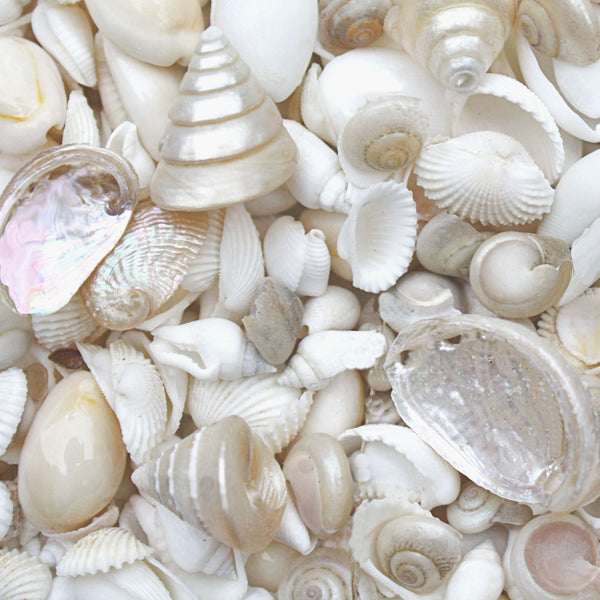 Small White and Pearl Seashell Mix - 1 Kg